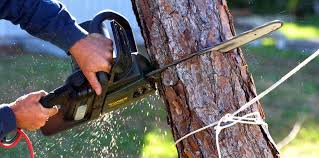 Best Tree Mulching  in Wagener, SC