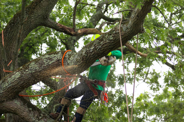 Pest Control for Lawns in Wagener, SC