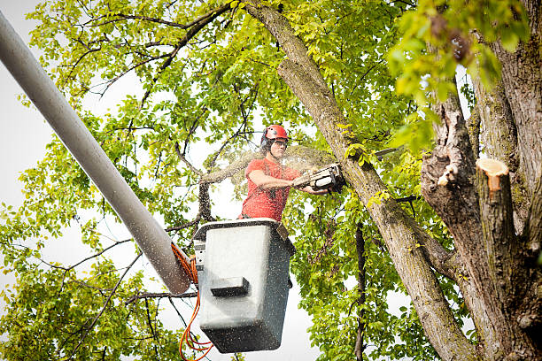 Wagener, SC Tree Care Company