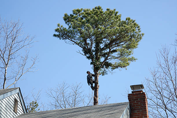 How Our Tree Care Process Works  in  Wagener, SC